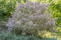 Meyers Lilac Syringa meyer Palibin flowering shrub